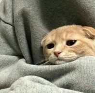 sadcat
