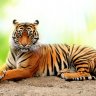 Proud Tiger